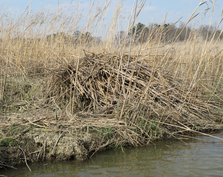 Muskrat mound along shoreline
