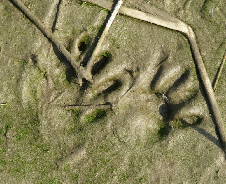 Raccoon footprints