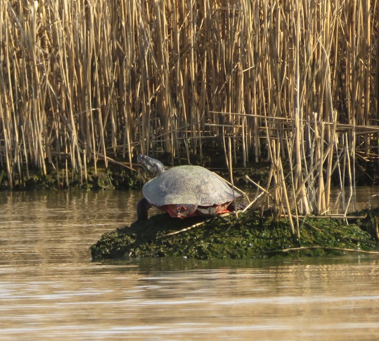 Back side of turtle in muddy area