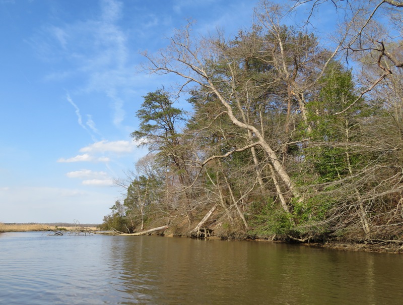 Trees on at the edge of Black Swamp Creek