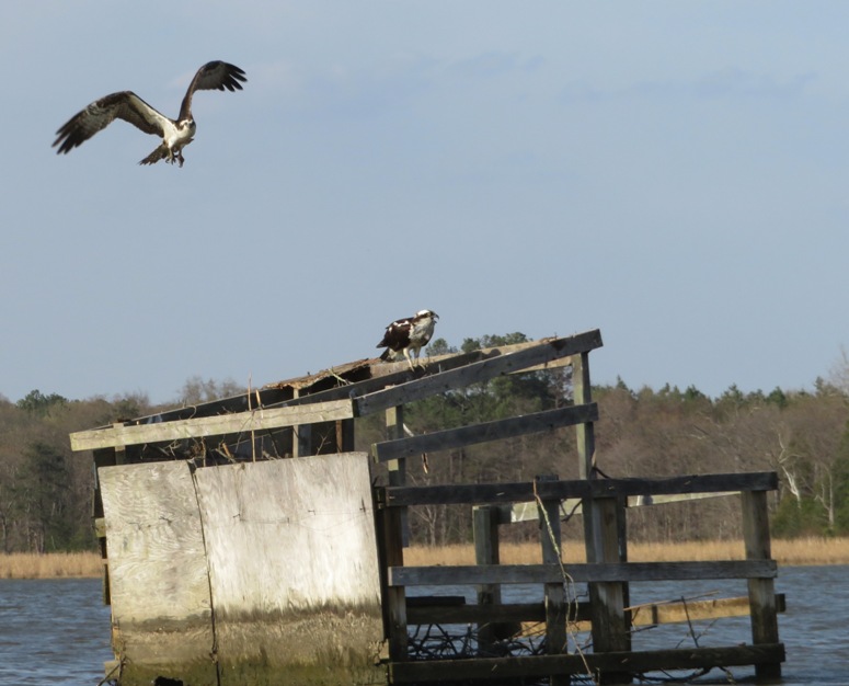 One osprey on the duck blind and another in the air
