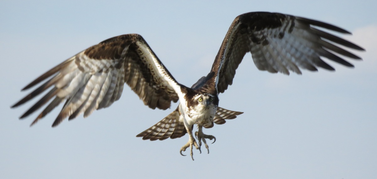 Osprey in the air