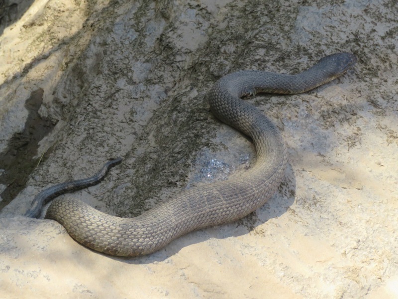 Northern water snake on rock