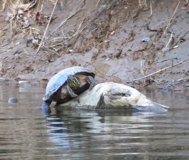 Eastern painted turtle at edge of rock