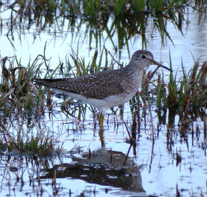 Solitary sandpiper bird standing in shallow water