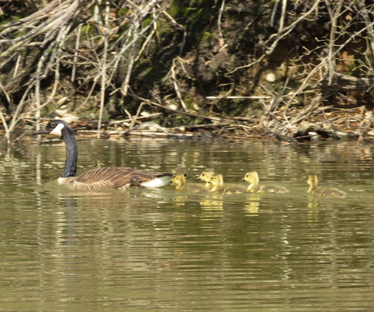 Canada goose with babies on the water