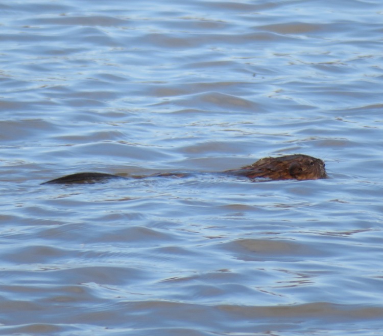Side view of beaver swimming