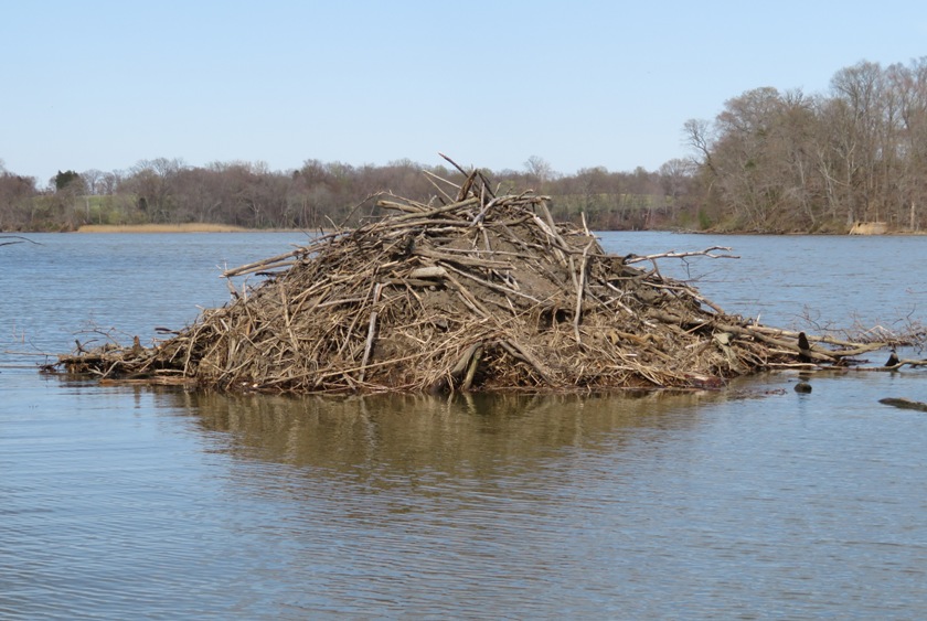 Beaver lodge