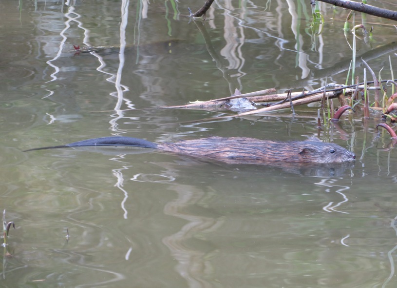 Muskrat in water