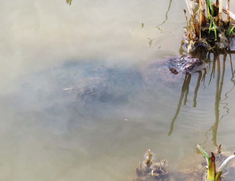 Snapping turtle with eyes just above the water