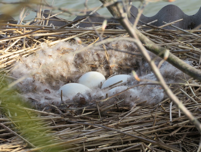Canda goose nest