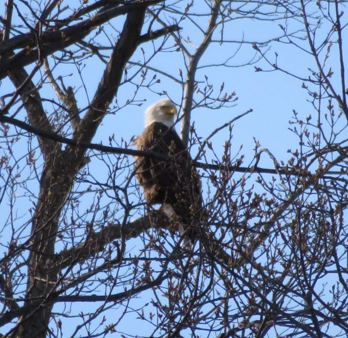 Eagle in tree