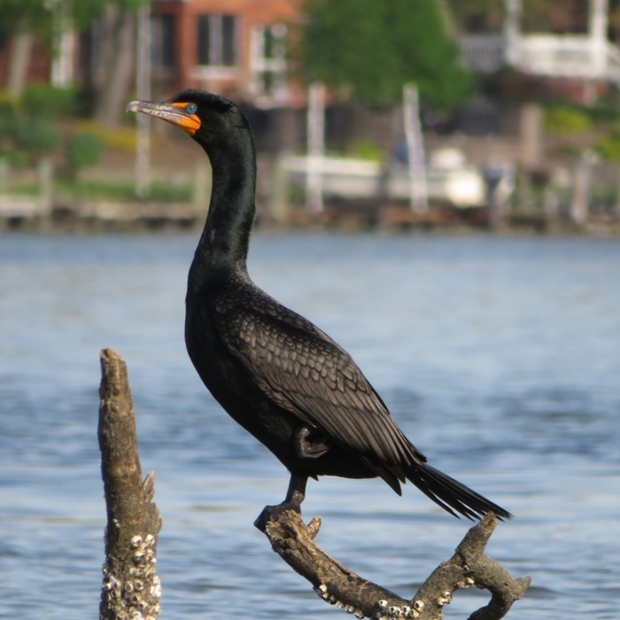 Cormorant standing on one leg on branch over the water