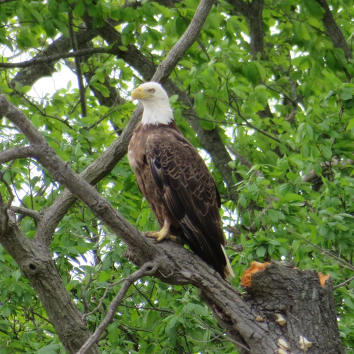 Bald eagle perched in tree