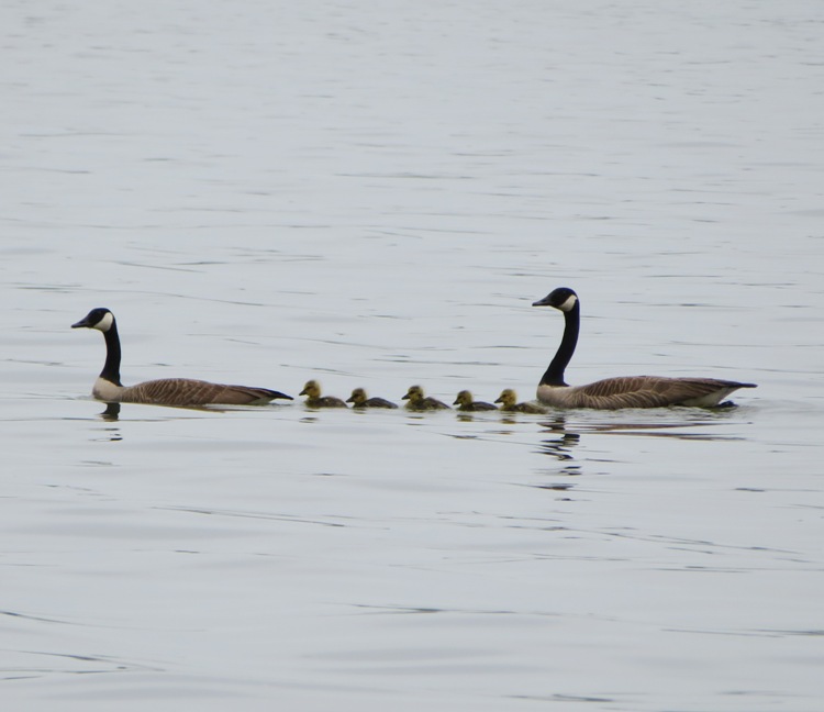 Family of Canada geese with five babies