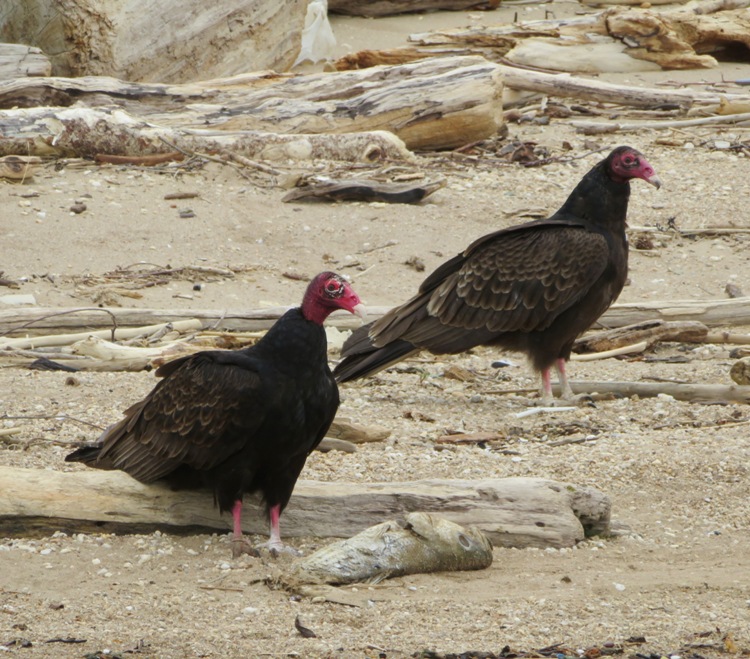 Two turkey vultures with fish