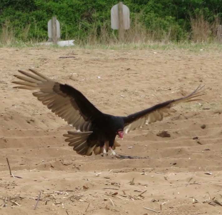 Turkey vulture landing on sand