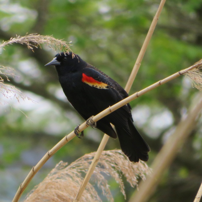Red-winged blackbird perched on grass