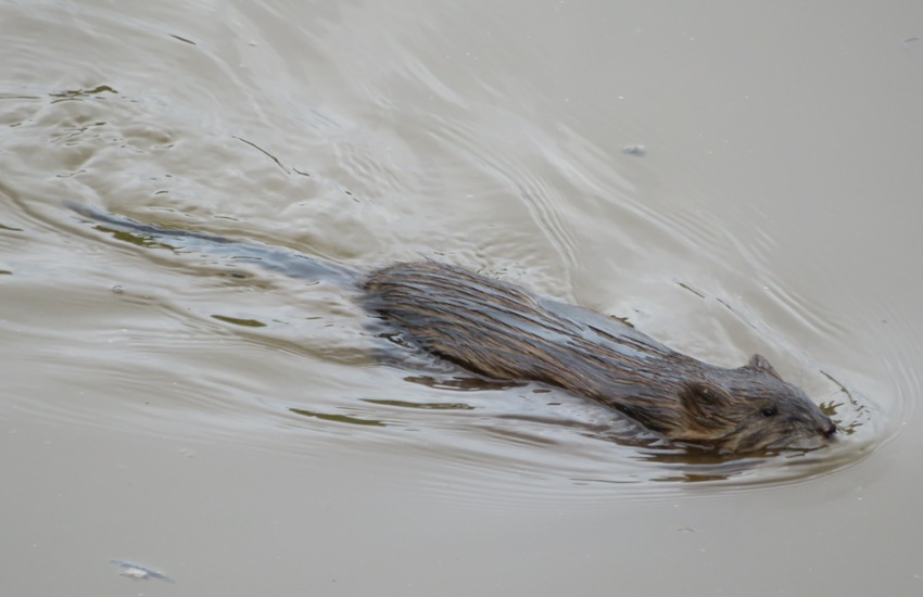 Muskrat swimming