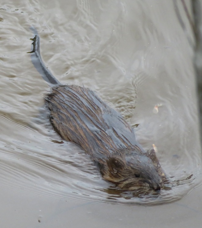 High up view of same muskrat swimming