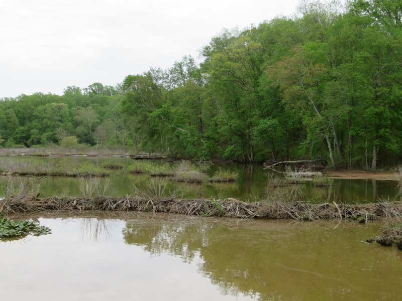 Beaver dam
