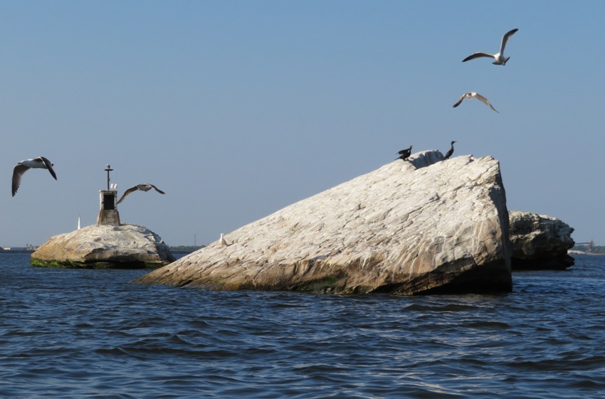 Various water birds at White Rocks