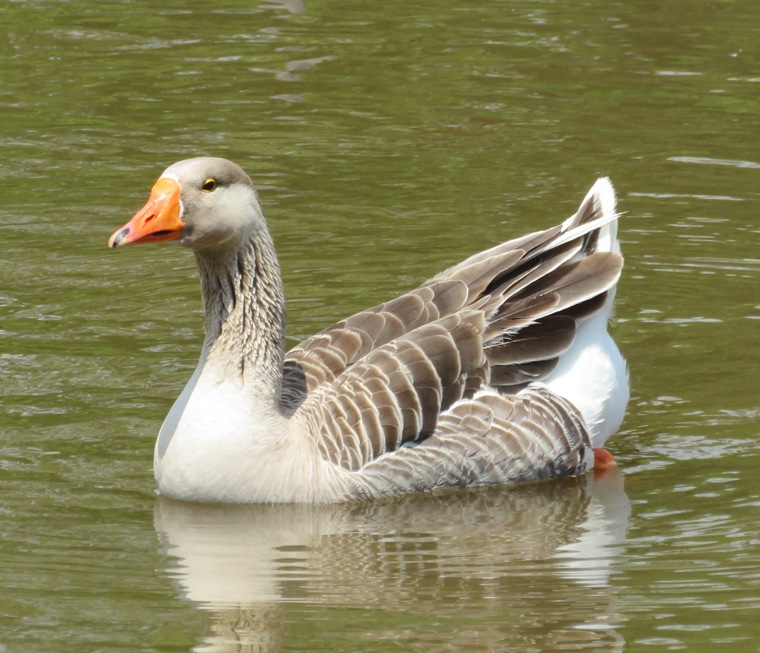 Greater white fronted goose