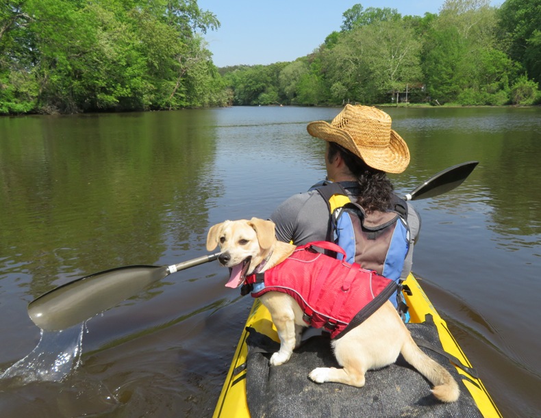 Daphne yawning on the kayak