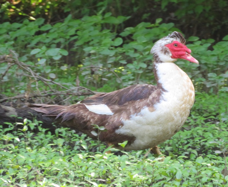 Muscovy duck with red face