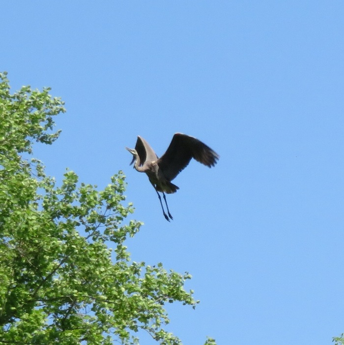 Great blue heron in flight
