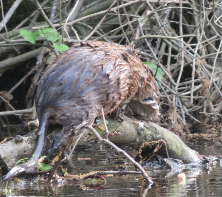 Wet muskrat on land