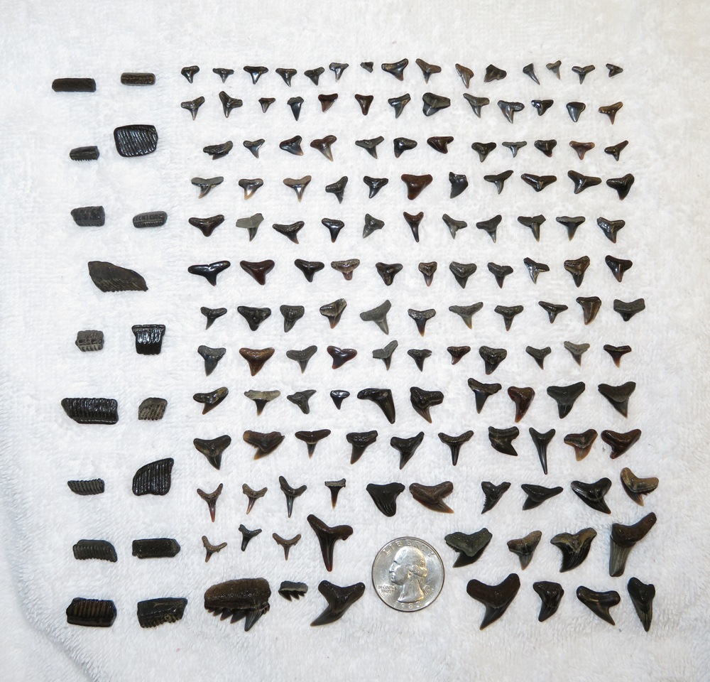 All the fossils I found that day
