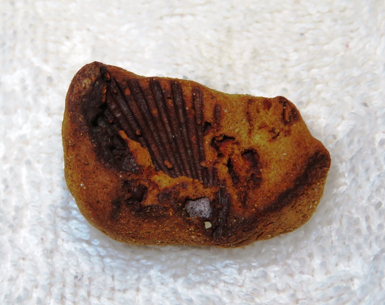 Small red impression fossil of shell
