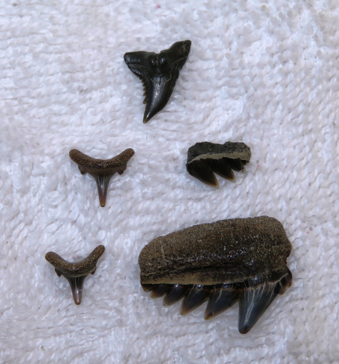 Five shark teeth