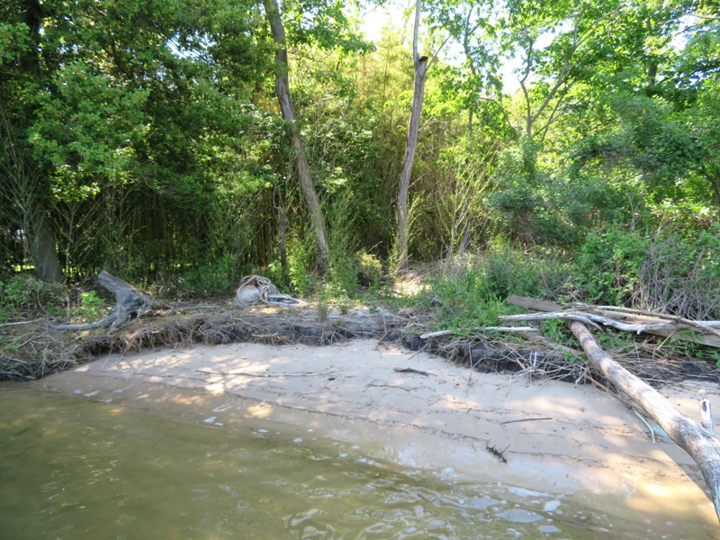 Beach near bamboo grove