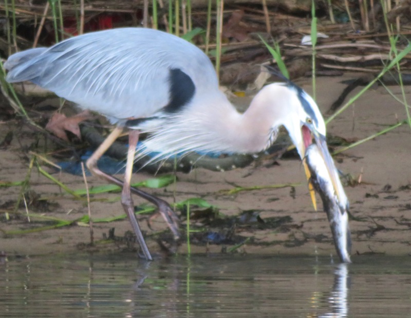 Great blue heron with big catfish in its mouth