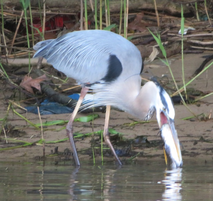 Same bird trying to eat catfish