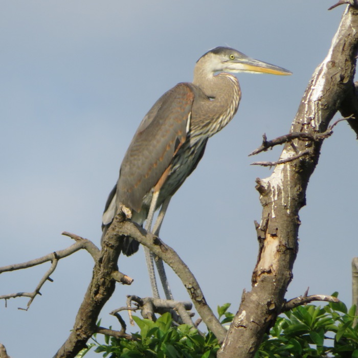 Great blue heron in tree