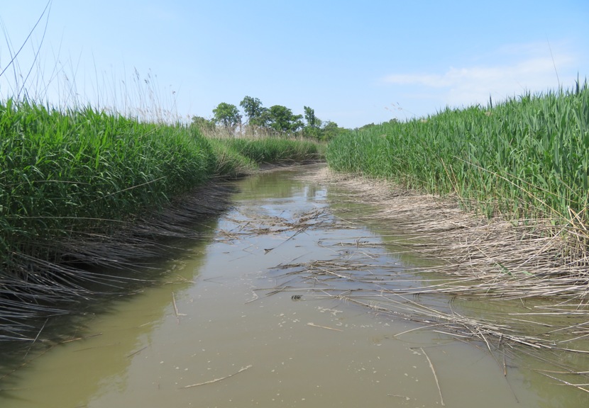 Waterway lined by grasses
