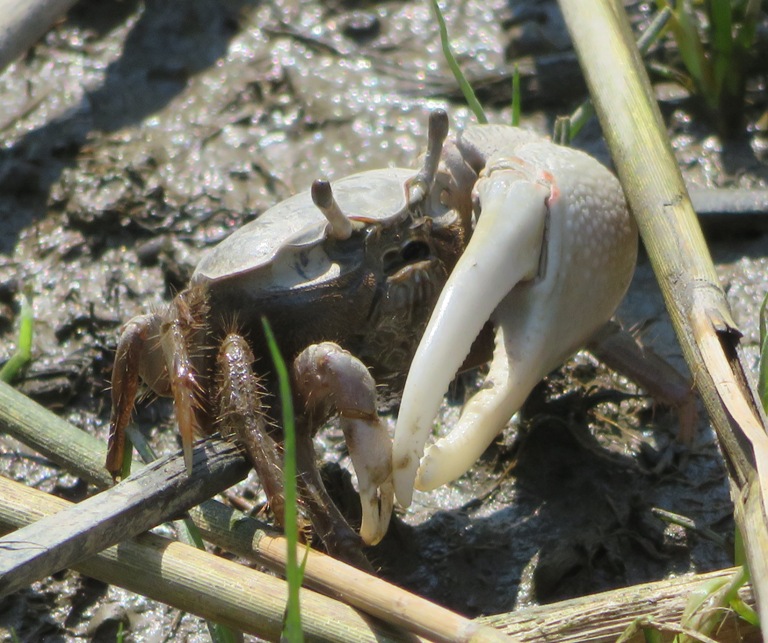 Fiddler crab with large left claw