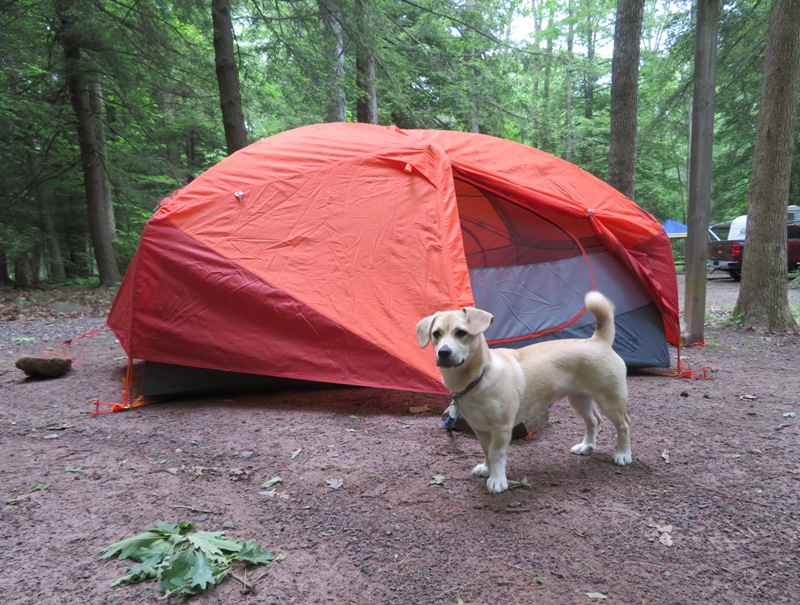 Daphne in front of tent