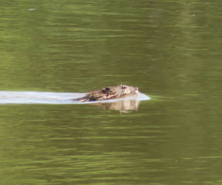 Muskrat swimming