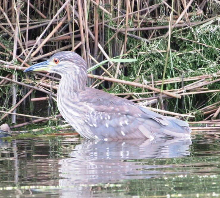 Juvenile black-crowned night heron