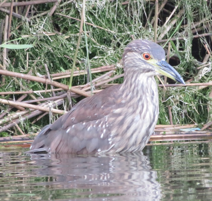 Same juvenile black-crowned night heron