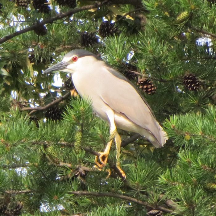 Adult black-crowned night heron in the afternoon sun