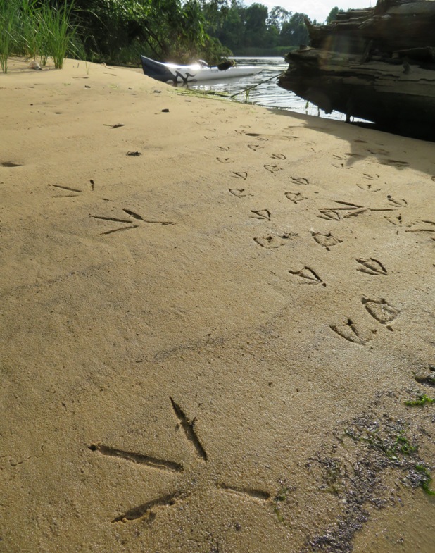 Bird footprints in sand