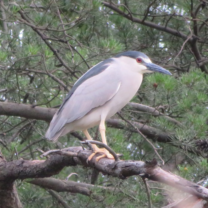Black-crowned night heron in pine tree