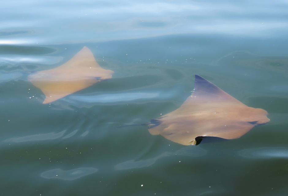 Two rays swimming