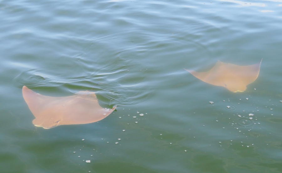 Two rays swimming