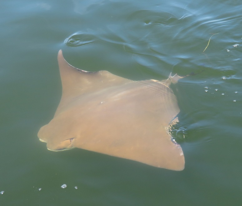 Single ray
